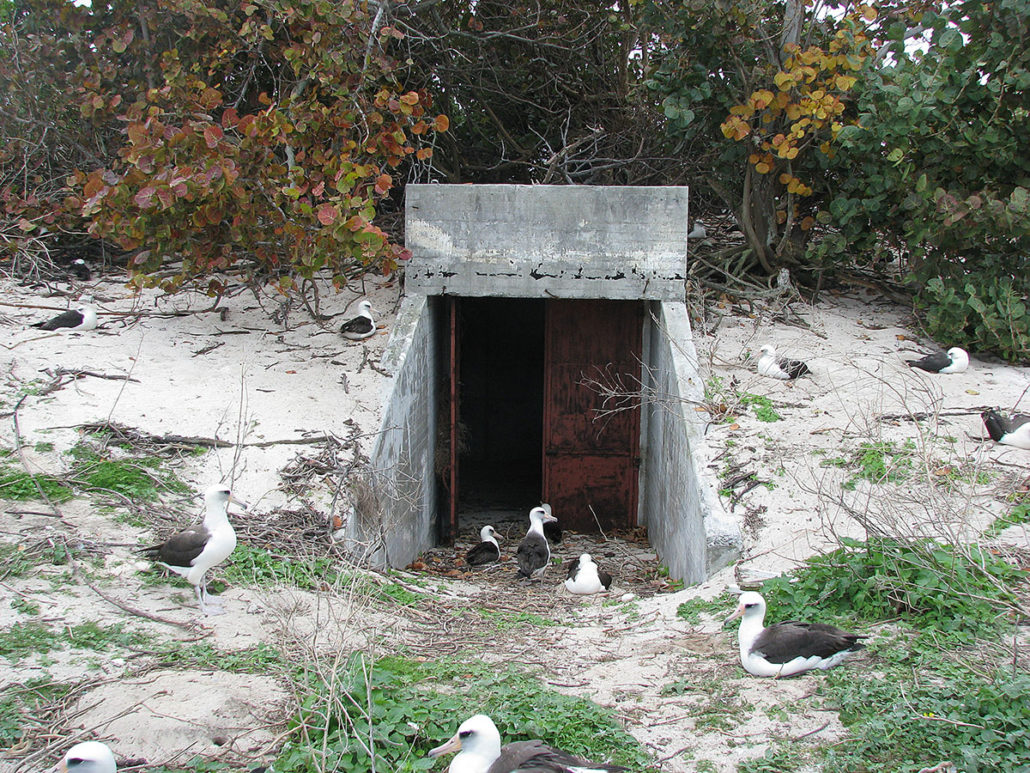 bunker-with-albatross_2009-02-01-081